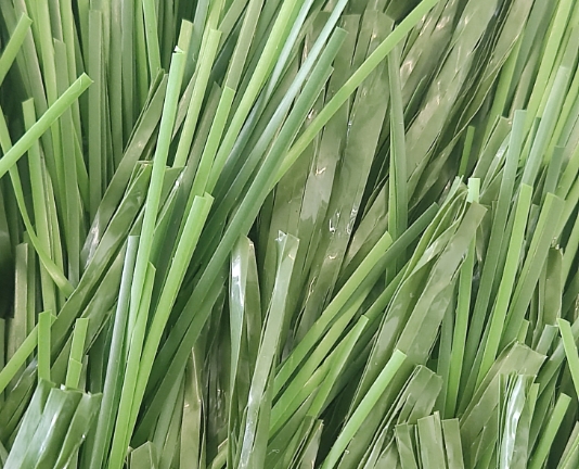 mvgrass-pasto-hibrido